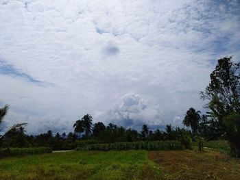 Scenic view of field against sky