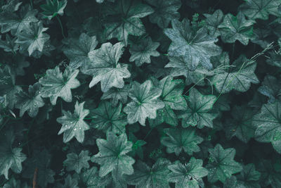 High angle view of flowering plants
