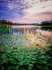 Water lily in lake against sky during sunset