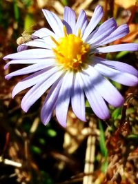 Close-up of purple flowering plant