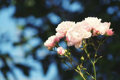 Close-up of pink flowers