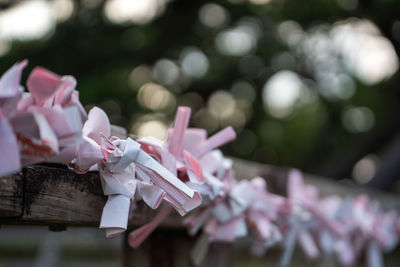 Close-up of pink flowers on paper