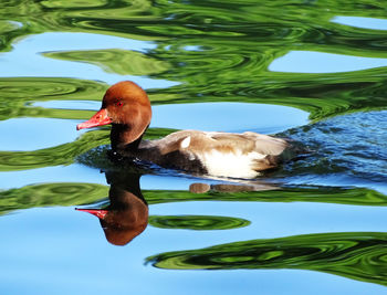 Close-up of duck swimming on lake