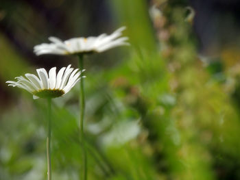 Close-up of white flowering plant