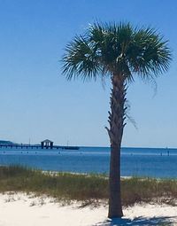 Palm trees against clear blue sky