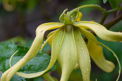 Close-up of wet plant