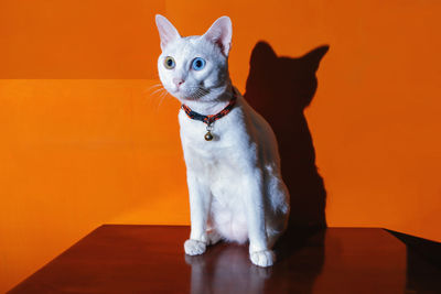 Khao manee siamese cats is sitting on the table and orange color background. this is my lovely pet.