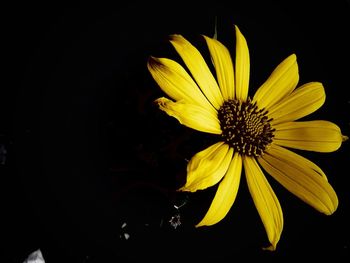 Close-up of yellow flower over black background