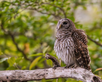 Close-up of owl perching on tree