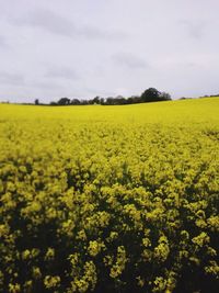 Scenic view of field against cloudy sky