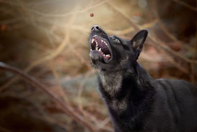 Close-up of black dog catching food outdoors