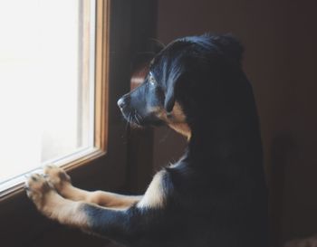 Close-up of dog looking through window while rearing up at home