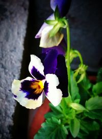 Close-up of purple flowers blooming outdoors