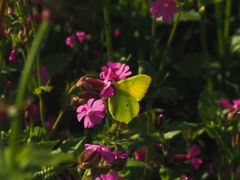 Close-up of pink flowering plant