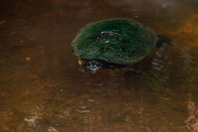 High angle view of a turtle in lake