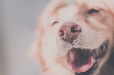 Close-up of dog sticking out tongue