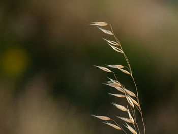 Close-up of stalks against blurred background