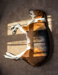 High angle view of dog sleeping