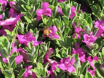 Close-up of pink flowers blooming outdoors