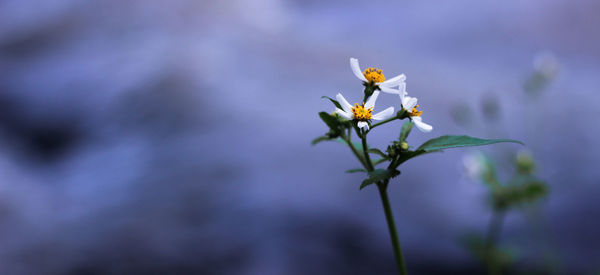 Close-up of honey bee on flower