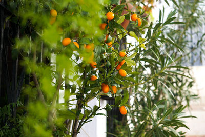 Orange fruits on tree