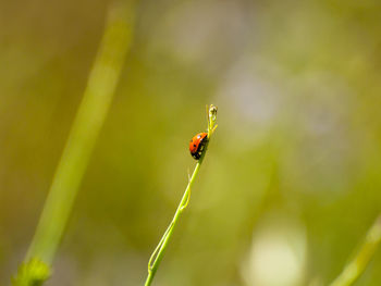 Close-up of ladybug on plant