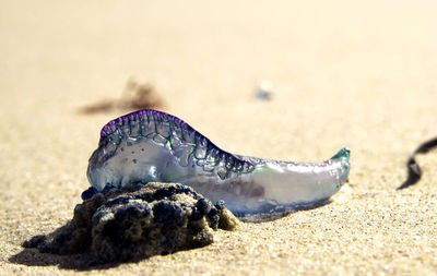 Close-up of jellyfish on sand