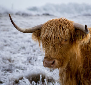 Highland cattle standing on field during winter