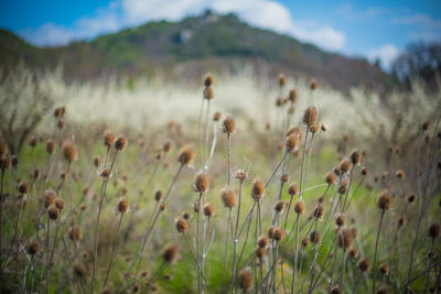 Close-up of flowering plants on field