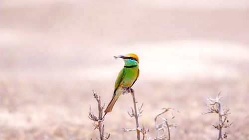 Bird perching on a branch