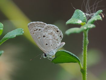 Close-up of butterfly on leaf