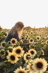 Close-up of sunflower against clear sky