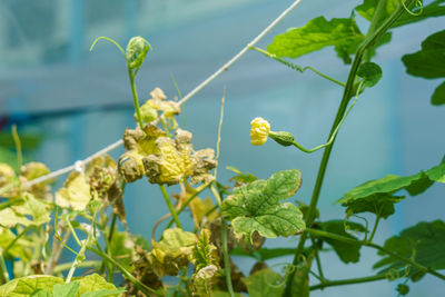 Close-up of yellow flowers on plant