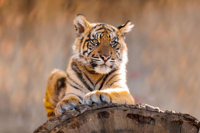 Close-up of tiger