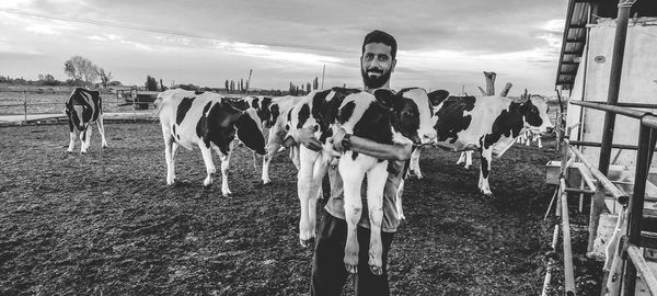 Panoramic view of cows, calf and man on field against sky