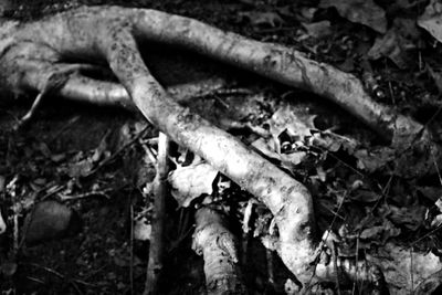 High angle view of dead tree on field