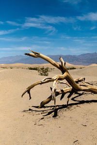 Driftwood on sand at beach against sky