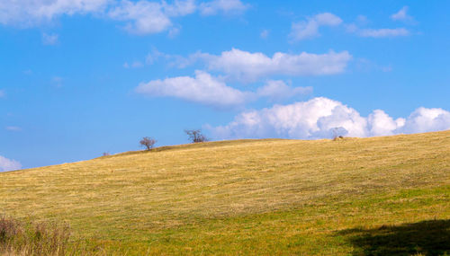 Scenic view of field against sky