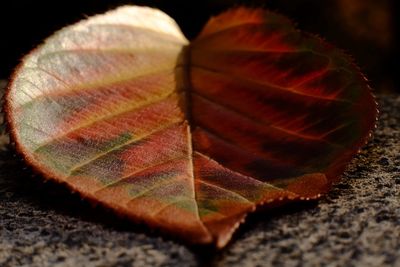 Close-up of autumn leaf