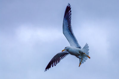 Close-up of seagull flying against sky