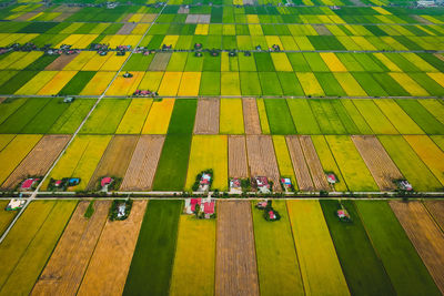 Paddy plant view