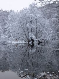 Bare trees on snow covered land