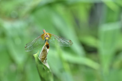 Close-up of insect on leaf