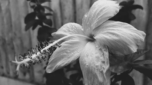 Close-up of raindrops on flowering plant