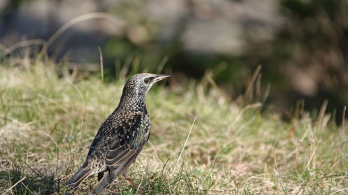 Close-up of bird perching on grass