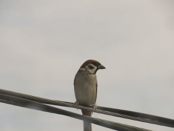 Close-up of bird perching against clear sky