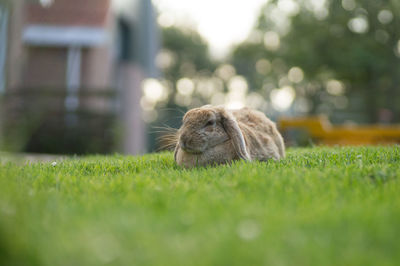 Close-up of rabbit on grass