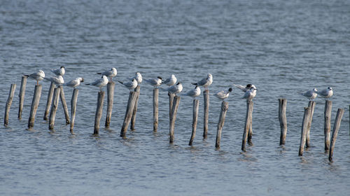 Birds in sea