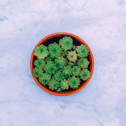 High angle view of plants in bowl