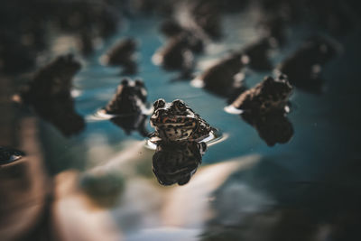 High angle view of turtle swimming in sea